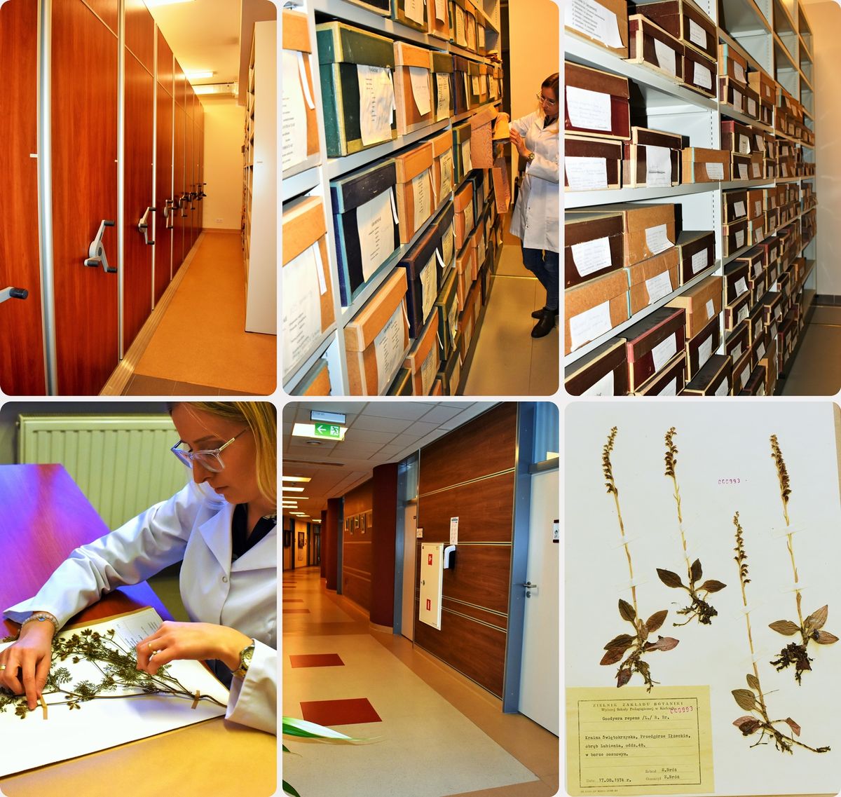 mozaika zdjęć z Herbarium
